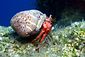 Hermit Crab